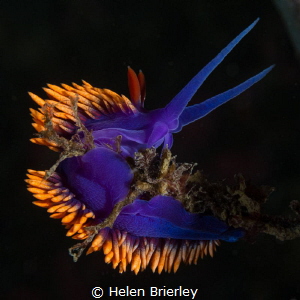 Flabellina Iodinea, just off shore in the swell by Helen Brierley 